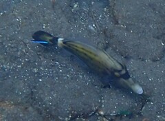 メガネウマズラハギ