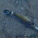 メガネウマズラハギ