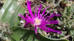 Trichodiadema barbatum