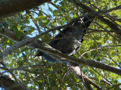 White-crowned Pigeon