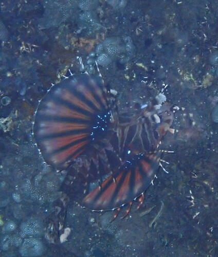 Zebra Lionfish (Dendrochirus zebra)
