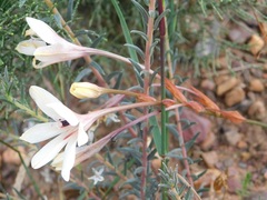 Tritonia flabellifolia