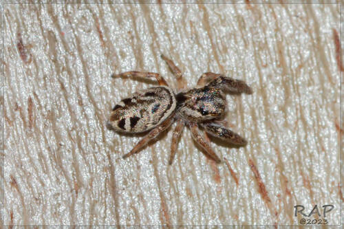 Naubolus posticatus