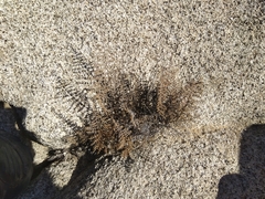 Pellaea mucronata mucronata