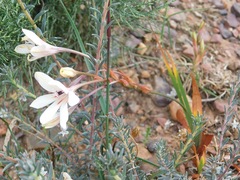 Tritonia flabellifolia