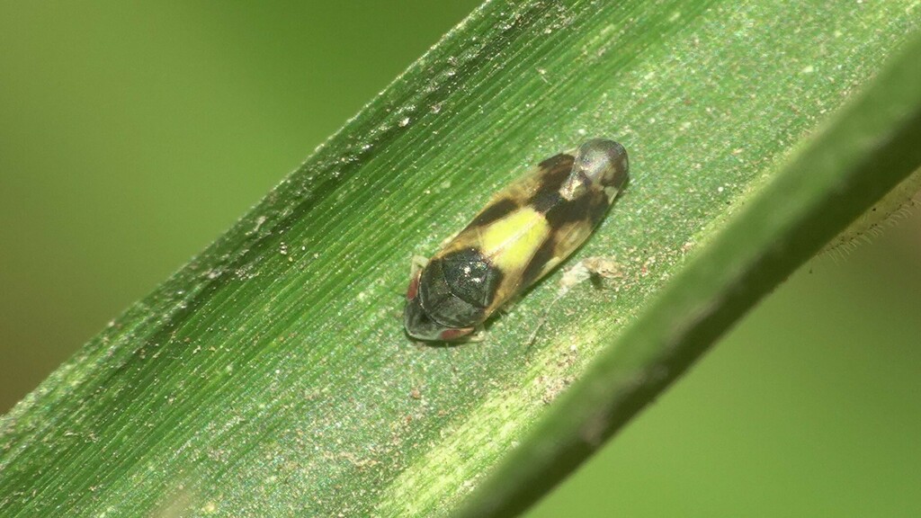 Mukariini