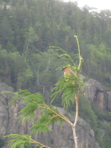 Cedar Waxwing photographed in Maine
