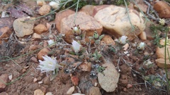 Trichodiadema orientale