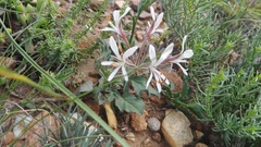 Pelargonium campestre