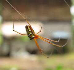 Leucauge granulata