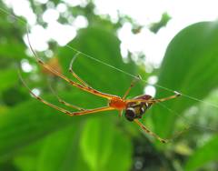 Leucauge granulata