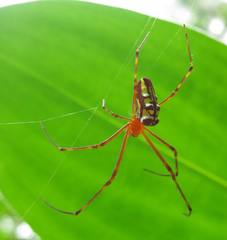 Leucauge granulata