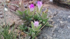 Trichodiadema orientale