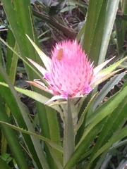 Ananas macrodontes