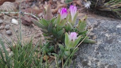 Trichodiadema orientale