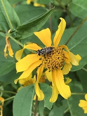 Copestylum tamaulipanum