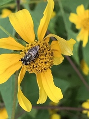 Copestylum tamaulipanum