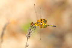 Celithemis amanda