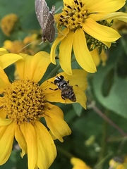 Copestylum tamaulipanum