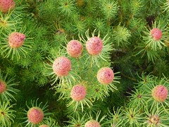 Leucadendron teretifolium