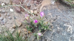 Trichodiadema orientale