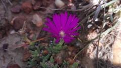 Trichodiadema intonsum