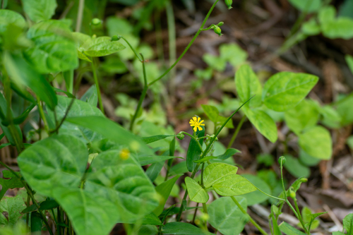 Image of Lapsanastrum humile by (c) WATANABE Hitoshi 渡辺仁, some rights reserved (CC BY)