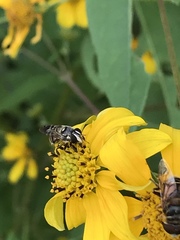 Copestylum tamaulipanum