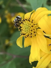 Copestylum tamaulipanum