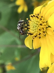 Copestylum tamaulipanum