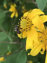 Copestylum tamaulipanum