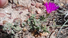 Trichodiadema intonsum