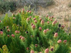 Leucadendron teretifolium