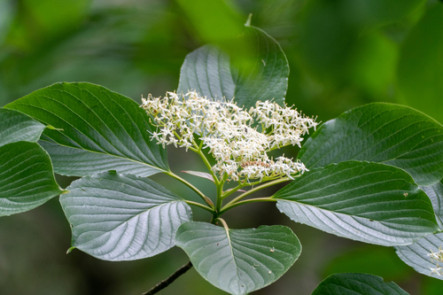 Cornus controversa Hemsl.