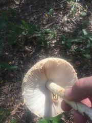 Saproamanita thiersii