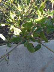 Boerhavia xantii