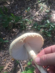 Saproamanita thiersii