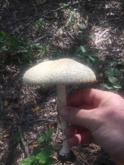 Saproamanita thiersii