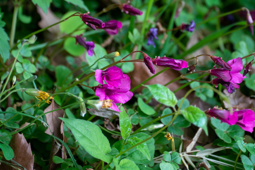 Image of Brazilian Woodsorrel (Oxalis brasiliensis) by (c) WATANABE Hitoshi 渡辺仁, some rights reserved (CC BY)
