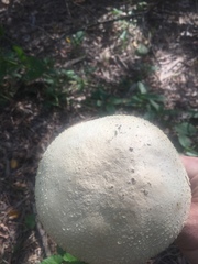 Saproamanita thiersii