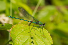 Calopteryx angustipennis