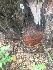 Fungi
