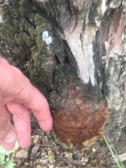 Fungi