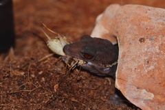 Goniurosaurus hainanensis