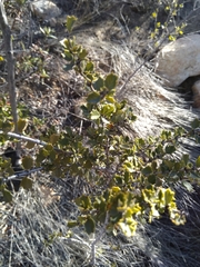 Ceanothus perplexans