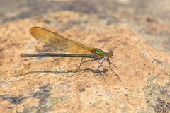 Calopteryx angustipennis