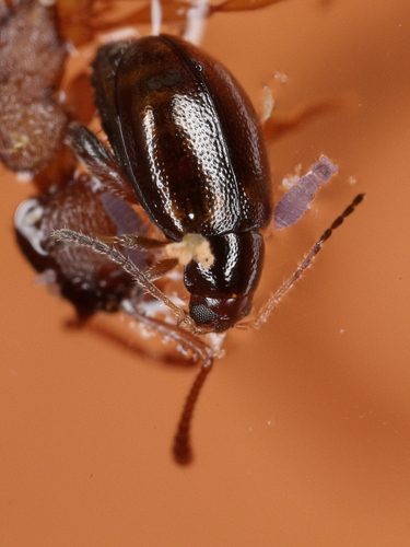 Leaf beetle