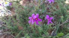 Jamesbrittenia pinnatifida