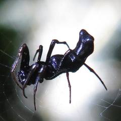 Cyclosa bulla