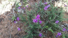 Jamesbrittenia pinnatifida